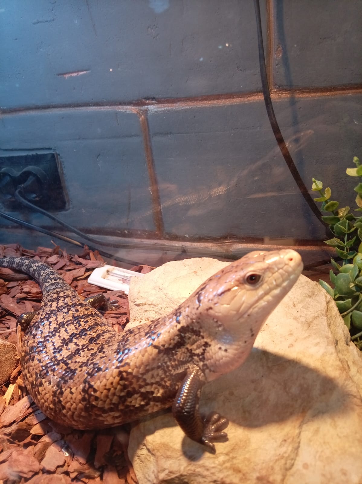 Фрагмент выставки экзотических животных