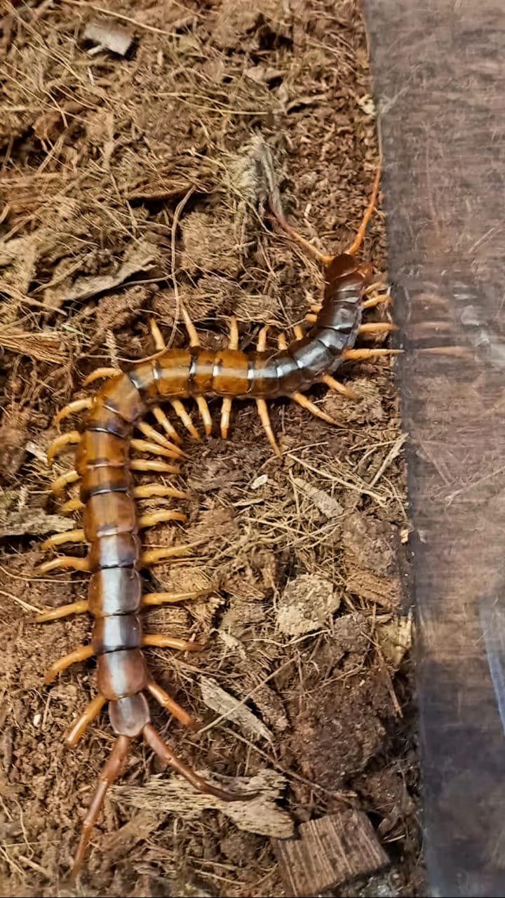 Фрагмент выставки экзотических животных