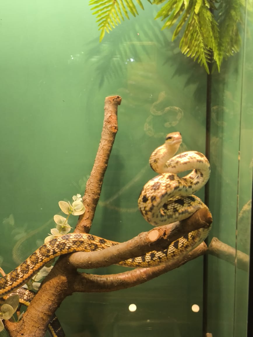 Фрагмент выставки экзотических животных