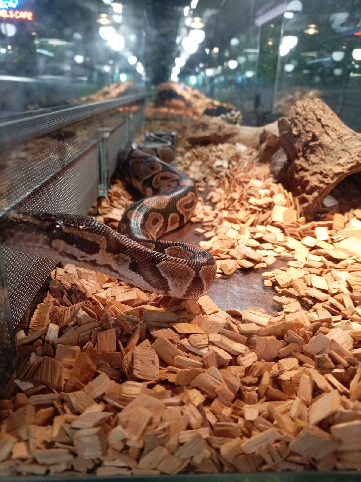 Фрагмент выставки экзотических животных