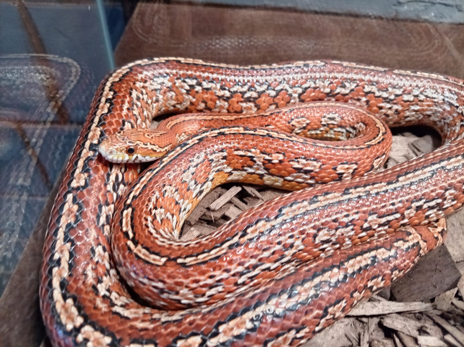 Фрагмент выставки экзотических животных