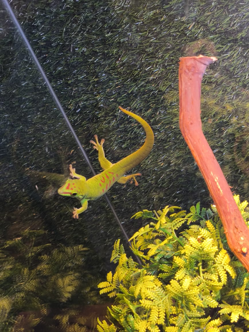 Фрагмент выставки экзотических животных