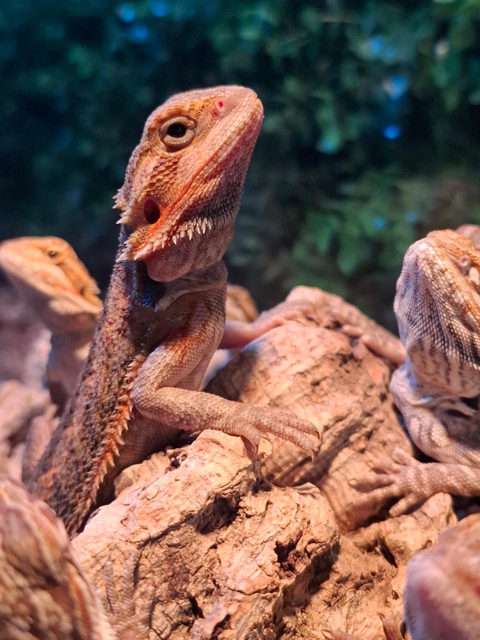 Фрагмент выставки экзотических животных