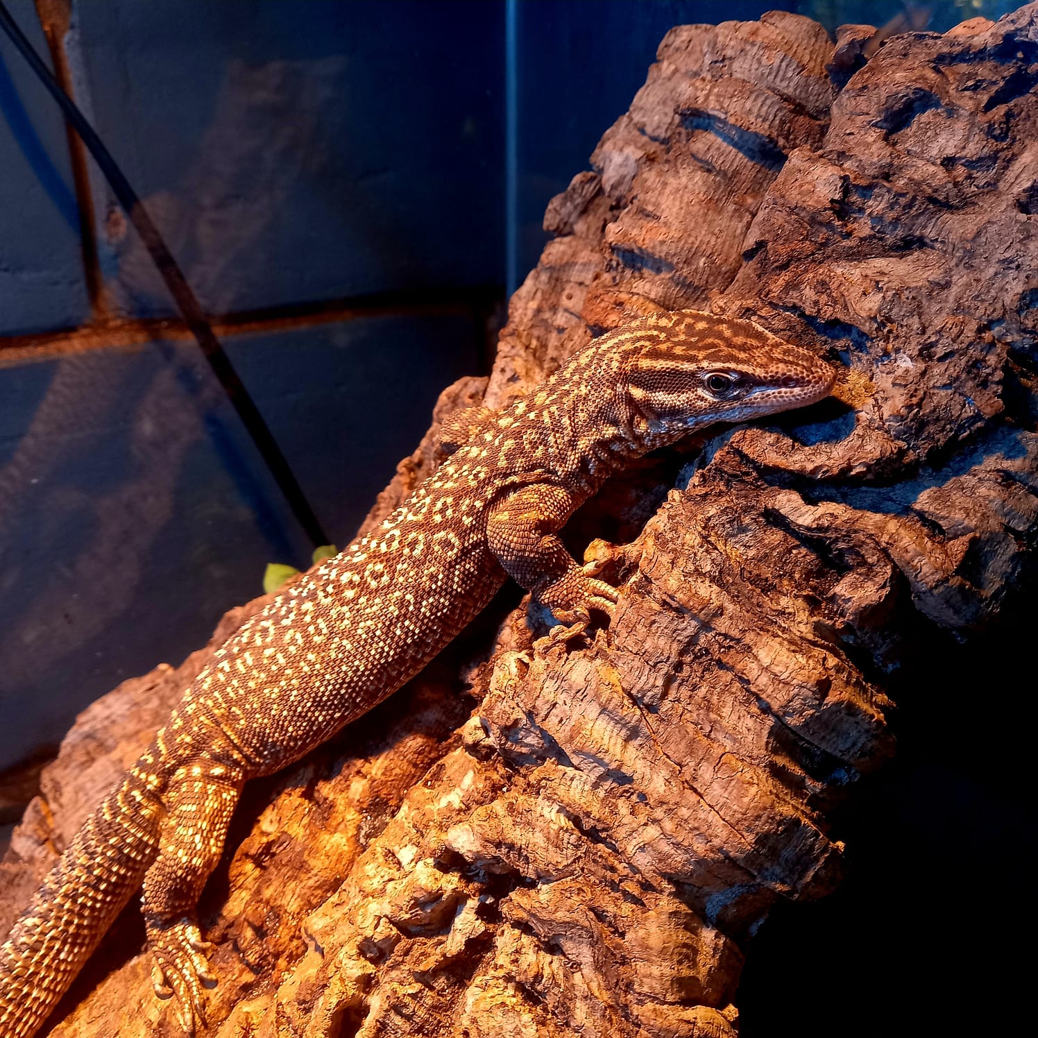 Фрагмент выставки экзотических животных