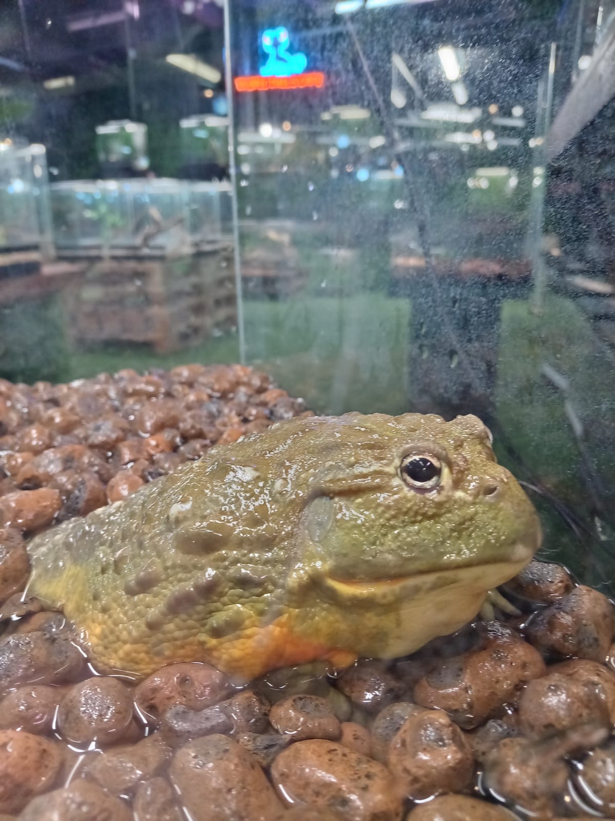 Фрагмент выставки экзотических животных