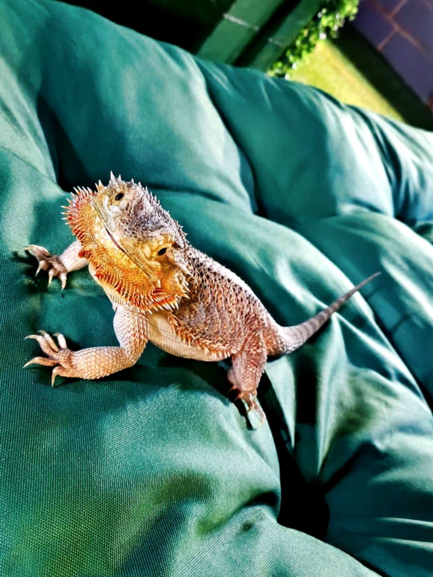 Фрагмент выставки экзотических животных