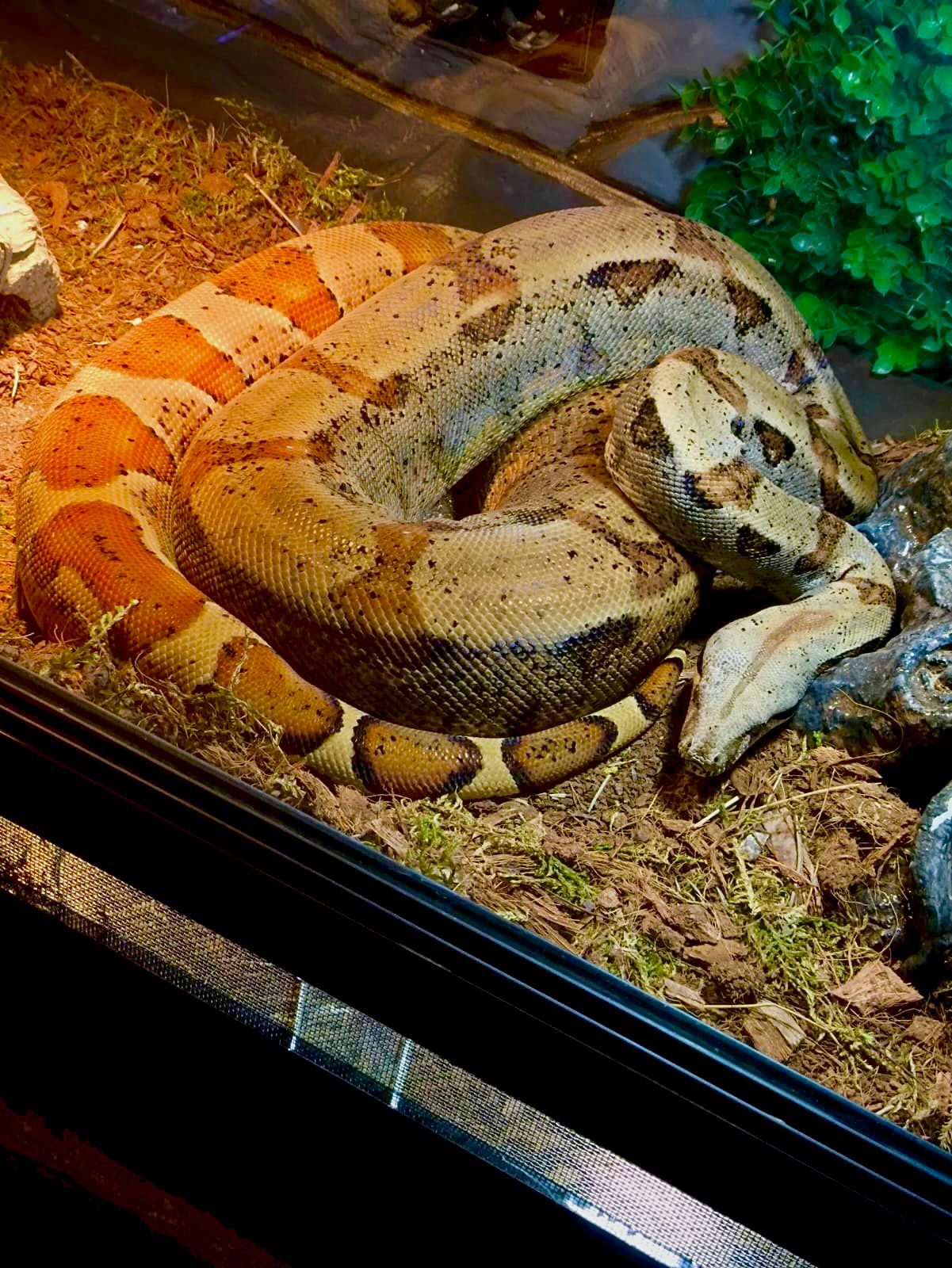 Фрагмент выставки экзотических животных