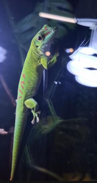 Фрагмент выставки экзотических животных