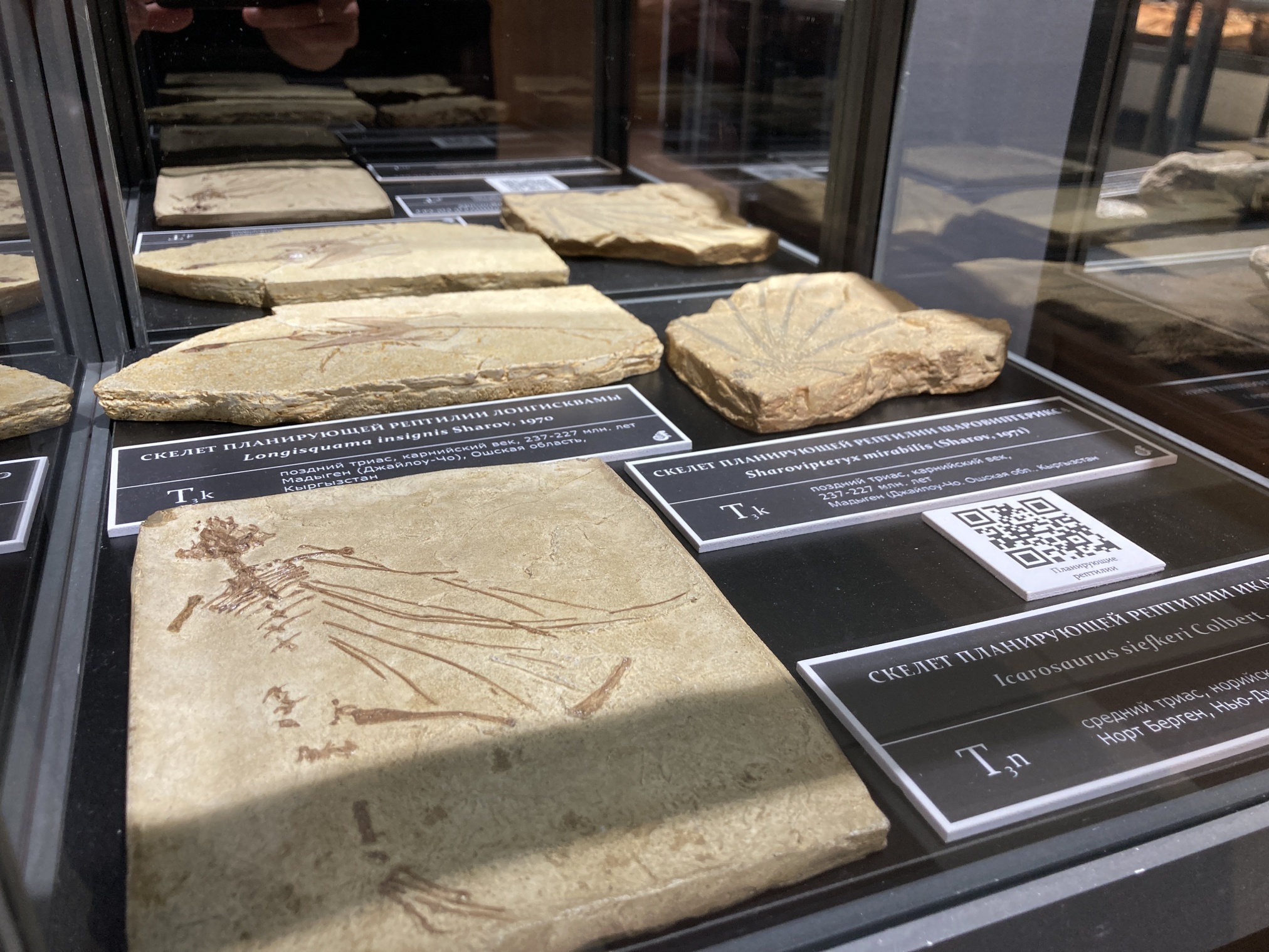 Фрагмент выставки «Древняя жизнь»